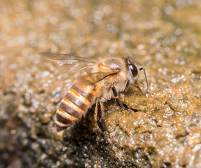 bee
