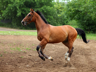 Horse gallops covered paddock in summer