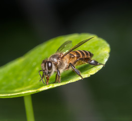 bee
