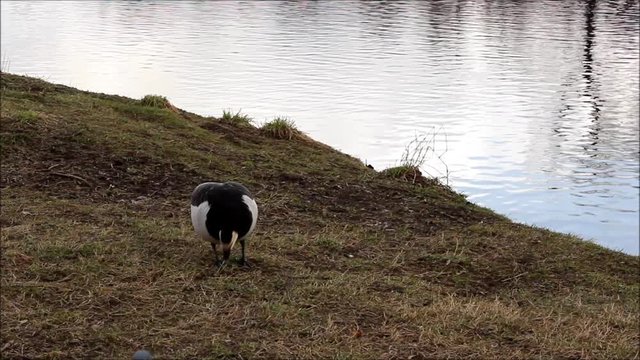 Black Goose Barnacle Goose (Branta leucopsis) is grazing in spring 2016 in Gatchina park, Gatchina, Leningrad region, Russia.
