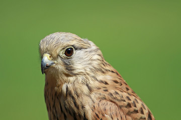 Turmfalke nach seiner Mahlzeit