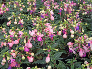 Fuchsien,  Fuchsia, Nachtkerzengewächs
