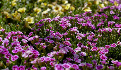 Fototapeta premium Pink Dianthus Flower Garden