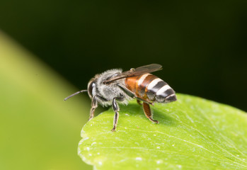 Fototapeta premium bee