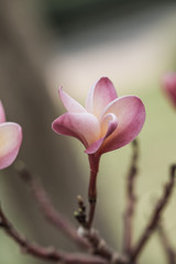 Close up of Frangipani flowers