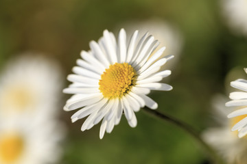 Fototapeta premium Daisy flower