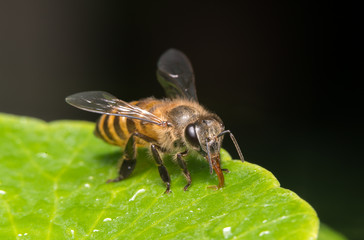 bee