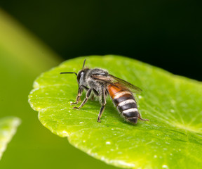 bee
