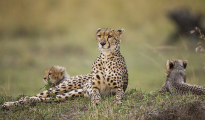 Mother cheetah and her cubs in the savannah. Kenya. Tanzania. Africa. National Park. Serengeti. Maasai Mara. An excellent illustration. © gudkovandrey