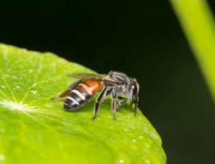 bee
