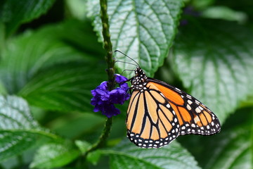The Monarch butterfly lands on a flower in the gardens.