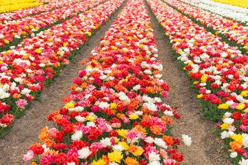 Multicolored tulip field in North Holland during spring    