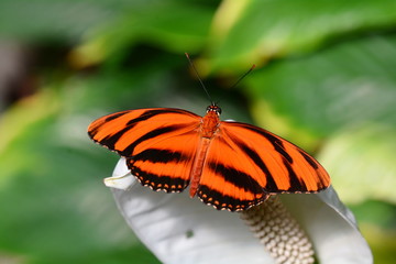 A Tiger long wing butterfly lands on a pretty flower in the gardens.