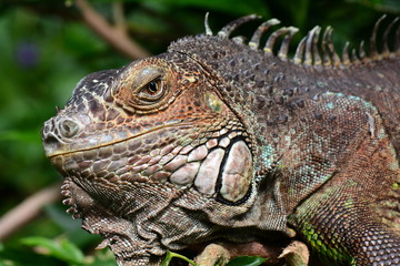 An iguana grabs some sun in the gardens and poses for its portrait.