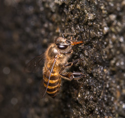 bee
