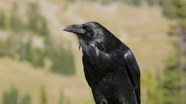 Close-up shot of a black crow in nature with audio of the bird call. Shot in Yellowstone National Forest.