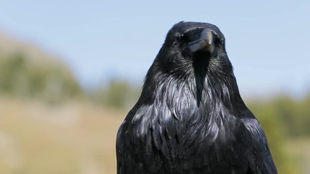 Close-up shot of a black crow in nature with audio of the bird call. Shot in Yellowstone National Forest.