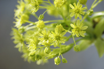 цветок дерева © ponhinelo