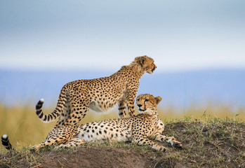 Naklejka premium Two cheetah in the savanna. Kenya. Tanzania. Africa. National Park. Serengeti. Maasai Mara. An excellent illustration.