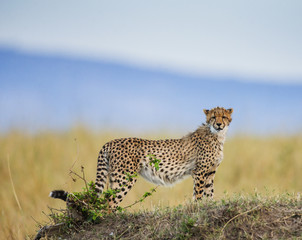 Cheetah in the savanna. Kenya. Tanzania. Africa. National Park. Serengeti. Maasai Mara. An excellent illustration.