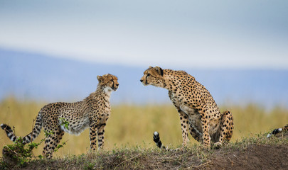 Two cheetah in the savanna. Kenya. Tanzania. Africa. National Park. Serengeti. Maasai Mara. An excellent illustration.