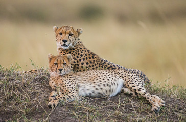 Two cheetah in the savanna. Kenya. Tanzania. Africa. National Park. Serengeti. Maasai Mara. An excellent illustration.