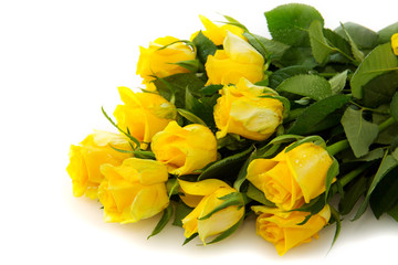  Yellow rose  bouquet isolated.