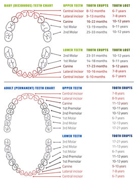 Human teeth infographic. Teeth Infographic