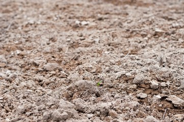 Close up of cultivated soil viewed from near the ground. Agricultural background. Shallow DOF. Selective focus.