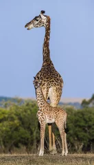 Crédence de cuisine en verre imprimé Girafe Female giraffe with a baby in the savannah. Kenya. Tanzania. East Africa. An excellent illustration.