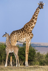Female giraffe with a baby in the savannah. Kenya. Tanzania. East Africa. An excellent illustration.