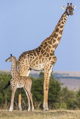 Female giraffe with a baby in the savannah. Kenya. Tanzania. East Africa. An excellent illustration.