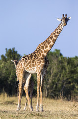 Female giraffe with a baby in the savannah. Kenya. Tanzania. East Africa. An excellent illustration.