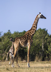 Female giraffe with a baby in the savannah. Kenya. Tanzania. East Africa. An excellent illustration.