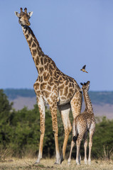 Female giraffe with a baby in the savannah. Kenya. Tanzania. East Africa. An excellent illustration.