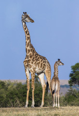 Female giraffe with a baby in the savannah. Kenya. Tanzania. East Africa. An excellent illustration.