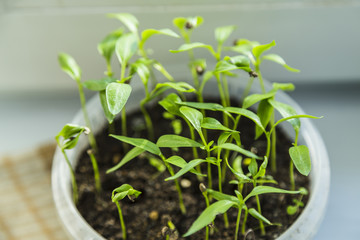 Young fresh seedlings