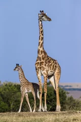 Wall murals Giraffe Female giraffe with a baby in the savannah. Kenya. Tanzania. East Africa. An excellent illustration.