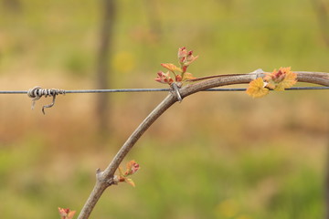 Traubenknospe im Frühling