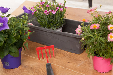 Plantation de fleurs en pot