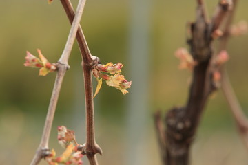 Traubenknospe im Frühling