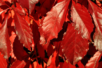 Rote Blätter im Herbst