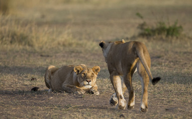 Two lionesses play with each other. National Park. Kenya. Tanzania. Masai Mara. Serengeti. An excellent illustration.