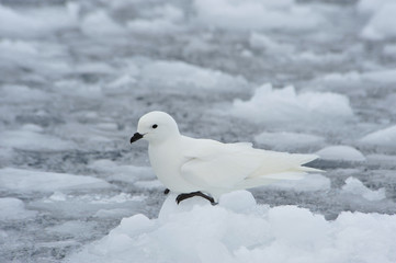 Snow petrel standing on the ice