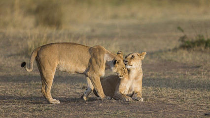 Naklejka na ściany i meble Two lionesses play with each other. National Park. Kenya. Tanzania. Masai Mara. Serengeti. An excellent illustration.