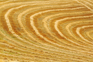 cereal newly harvested fields