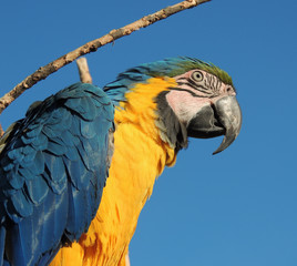 large parrot