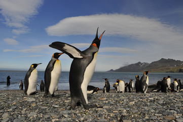 Fototapeta premium King penguin in South Georgia
