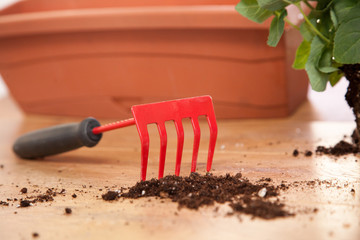 Plantation de fleurs en pot