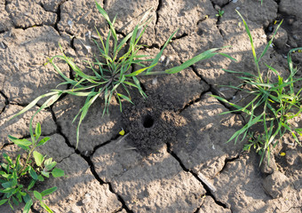 spider earthen hole in a green field.